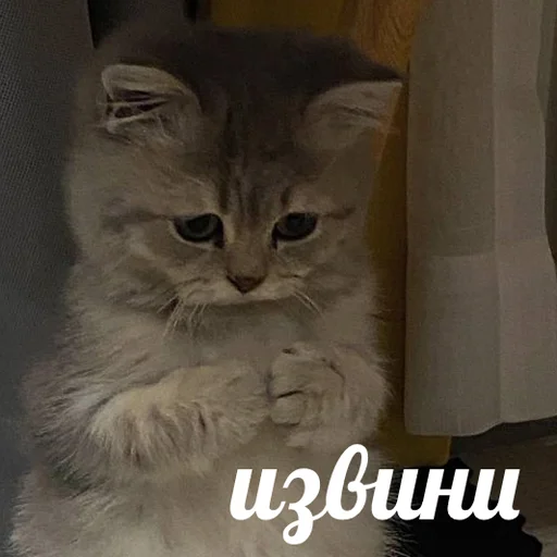 🥺 Стикер «AVENZOO» для Telegram