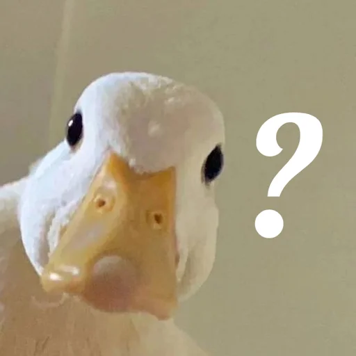 ❓ Стикер «AVENZOO» для Telegram