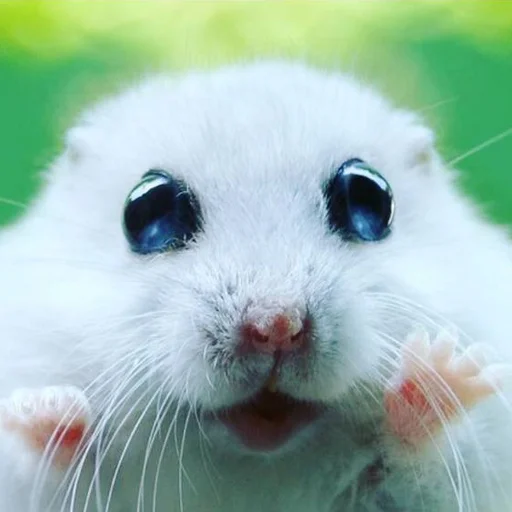 😍 Стикер «AVENZOO» для Telegram