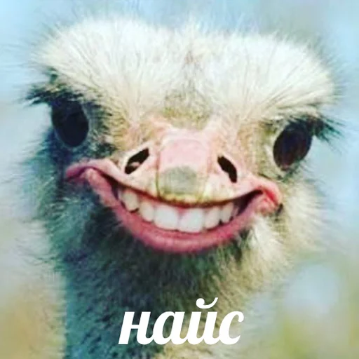 👍 Стикер «AVENZOO» для Telegram