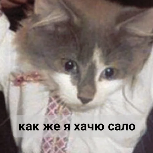 😔 Стикер «кыш» для Telegram