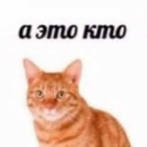 😳 Стикер «кыш» для Telegram