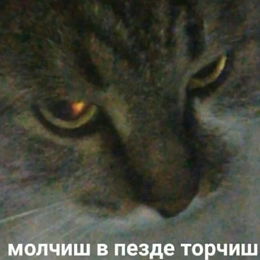 😹 Стикер «кыш» для Telegram