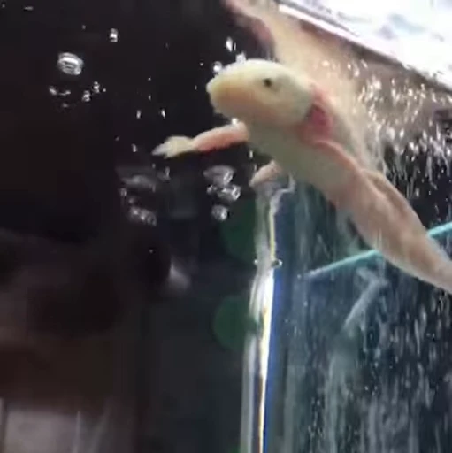🫧 Стикер «Axolotl» для Telegram