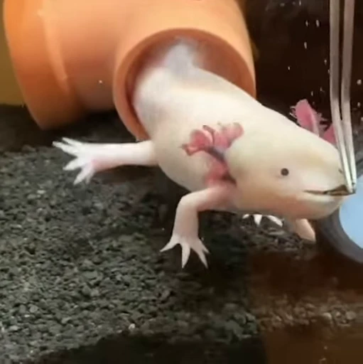 🫧 Стикер «Axolotl» для Telegram