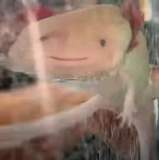 🫧 Стикер «Axolotl» для Telegram