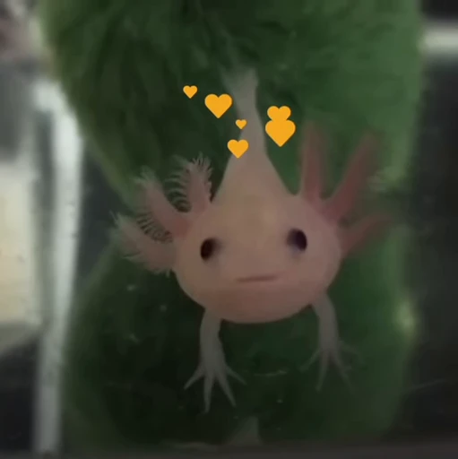 🫧 Стикер «Axolotl» для Telegram