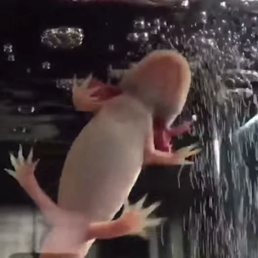 🫧 Стикер «Axolotl» для Telegram