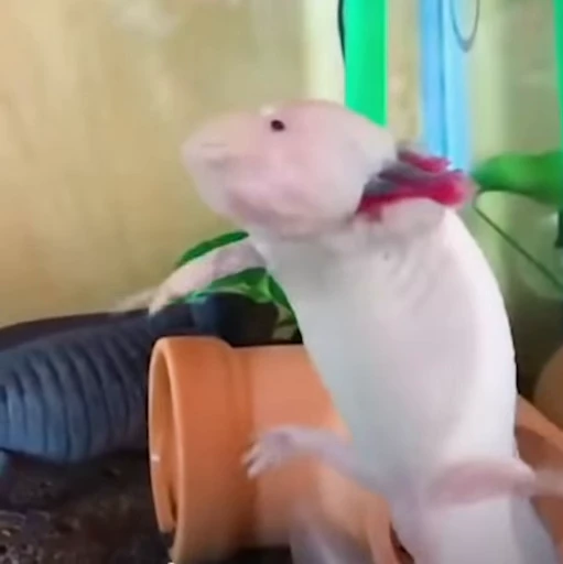 🫧 Стикер «Axolotl» для Telegram
