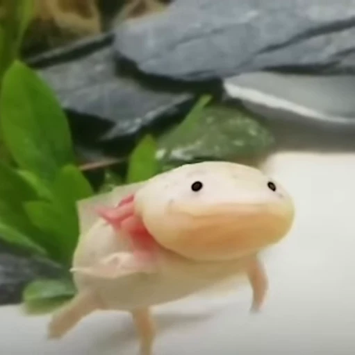 🫧 Стикер «Axolotl» для Telegram