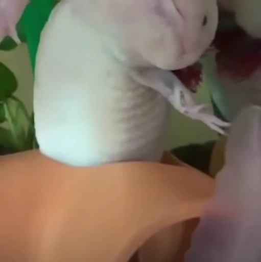 🫧 Стикер «Axolotl» для Telegram