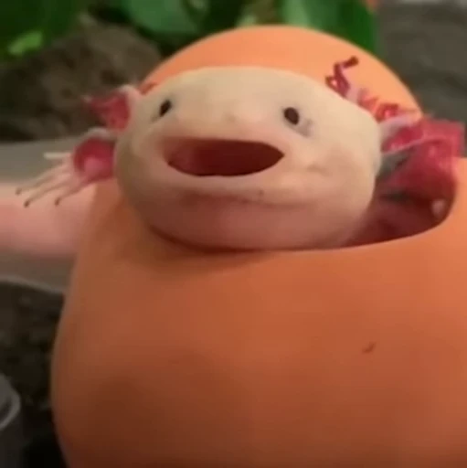 🫧 Стикер «Axolotl» для Telegram