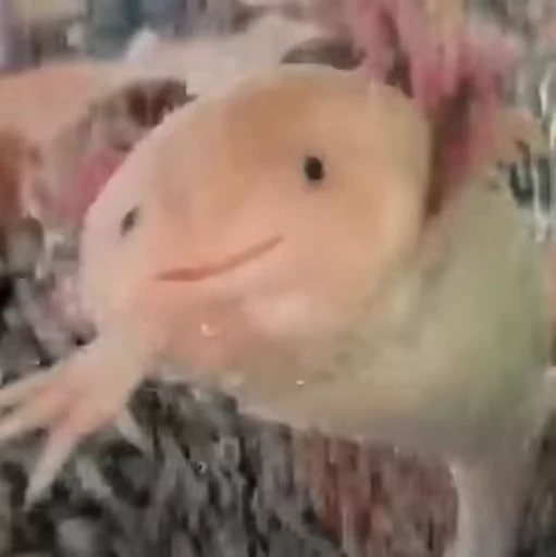 🫧 Стикер «Axolotl» для Telegram