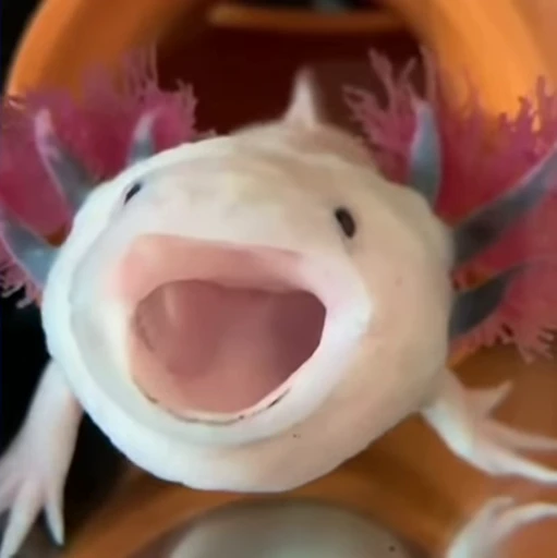 🫧 Стикер «Axolotl» для Telegram