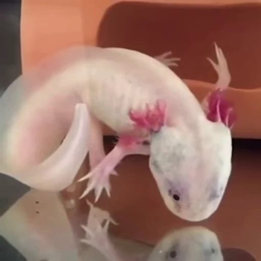 🫧 Стикер «Axolotl» для Telegram