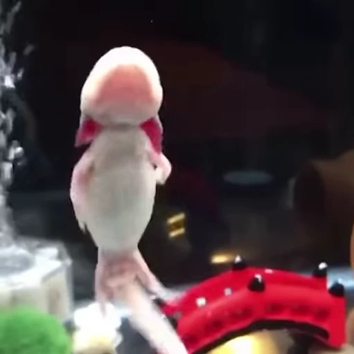 🫧 Стикер «Axolotl» для Telegram