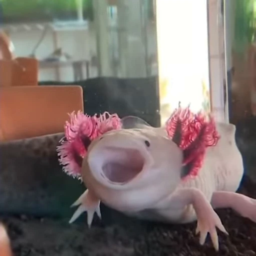 🫧 Стикер «Axolotl» для Telegram