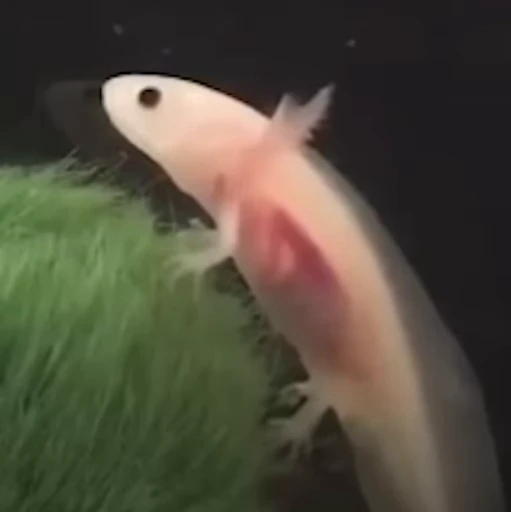 🫧 Стикер «Axolotl» для Telegram