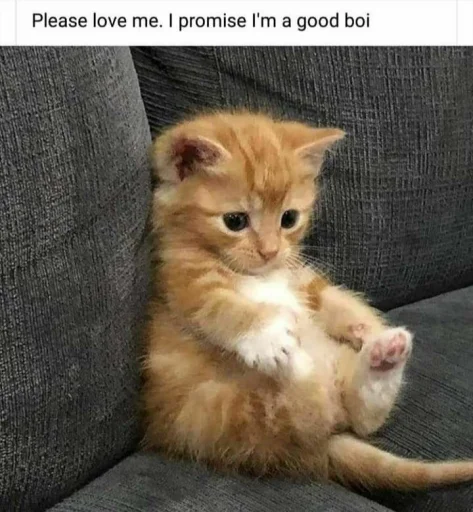 🐱 Стикер «meong» для Telegram