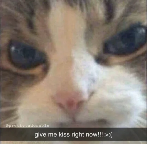 🐱 Стикер «meong» для Telegram