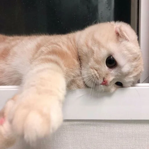 🐱 Стикер «meong» для Telegram