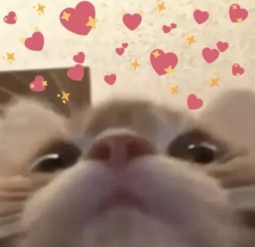 🐱 Стикер «meong» для Telegram
