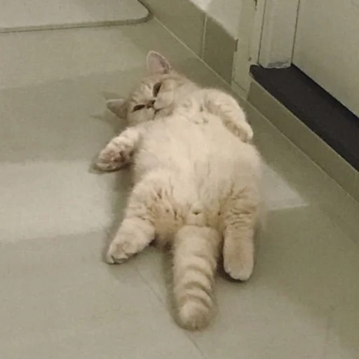 🐱 Стикер «meong» для Telegram