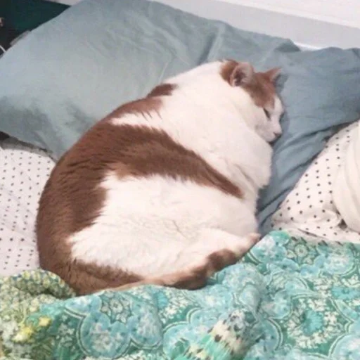 🐱 Стикер «meong» для Telegram
