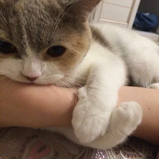 🐱 Стикер «meong» для Telegram