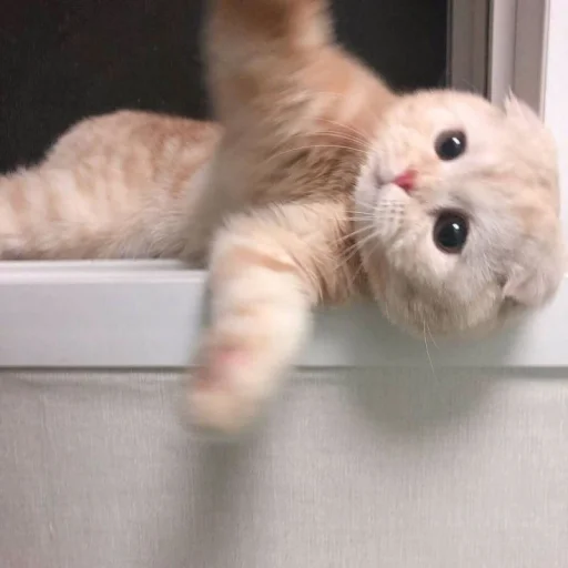 🐱 Стикер «meong» для Telegram