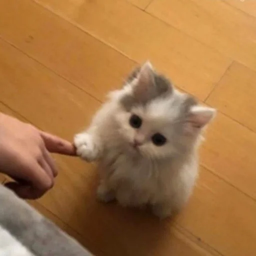 🐱 Стикер «meong» для Telegram