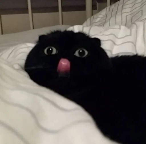 🐱 Стикер «meong» для Telegram
