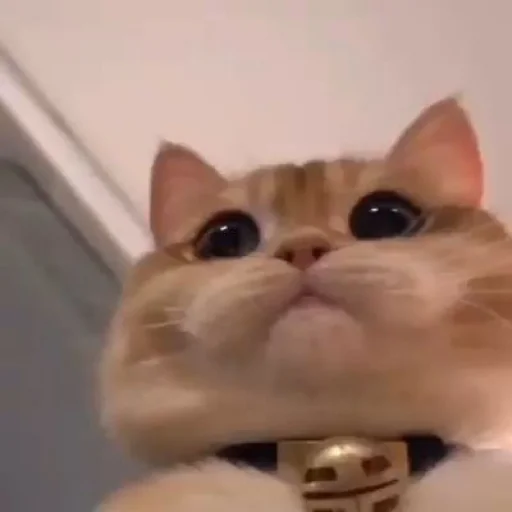 🐱 Стикер «meong» для Telegram