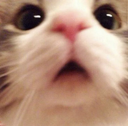 🐱 Стикер «meong» для Telegram