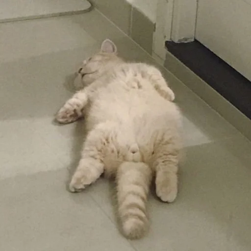 🐱 Стикер «meong» для Telegram