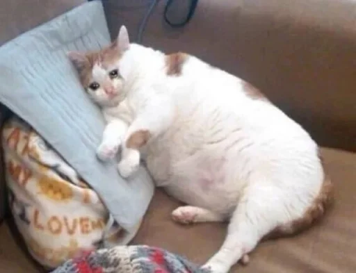 🐱 Стикер «meong» для Telegram