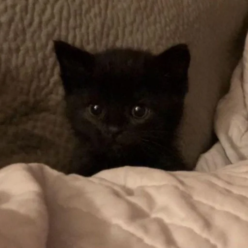 🐱 Стикер «meong» для Telegram
