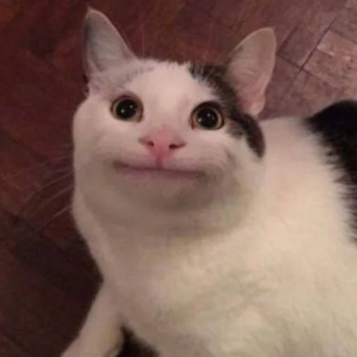 🐱 Стикер «meong» для Telegram