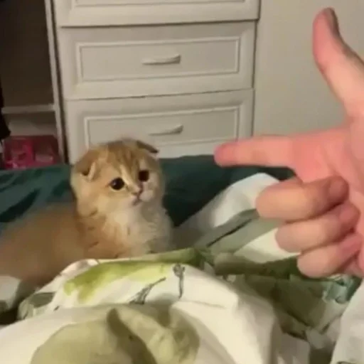 🐱 Стикер «meong» для Telegram