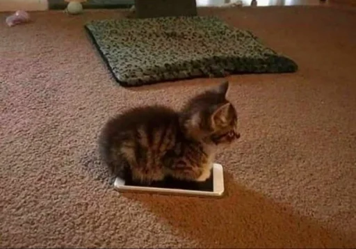 🐱 Стикер «meong» для Telegram