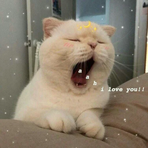 🐱 Стикер «meong» для Telegram