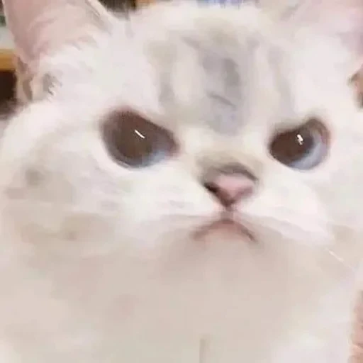 🐾 Стикер «Qwr#» для Telegram