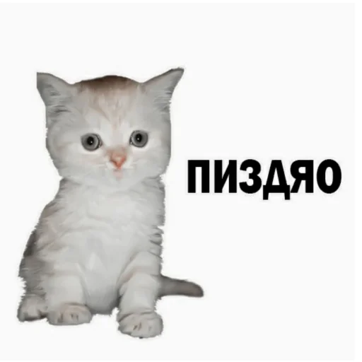 🧷 Стикер «-ˋˏ ˌ fuwuchi» для Telegram