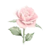 Стикер 44 Pinkie #status #color #pink #girl