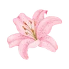 Стикер 48 Pinkie #status #color #pink #girl