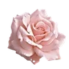 Стикер 12 Pinkie #status #color #pink #girl