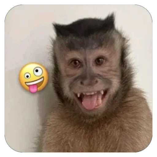 🤪 Стикер «бабизянки» для Telegram
