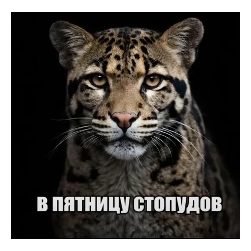 🫥 Стикер «бабизянки» для Telegram