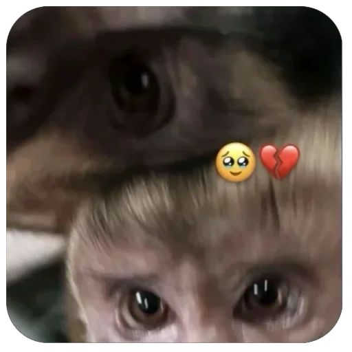 💔 Стикер «бабизянки» для Telegram