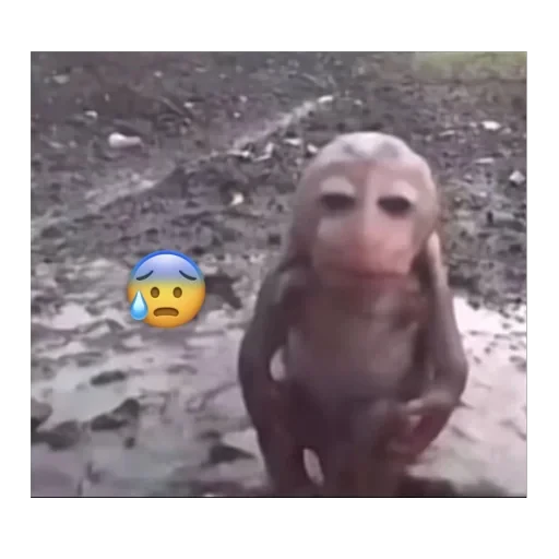 😰 Стикер «бабизянки» для Telegram